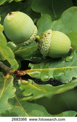 Close-up of acorns on branches of Pedunculate Oak (Quercus robur) tree, Jutland, Denmark View Large Photo Image Stock Photograph - Close-up of acorns on branches of Pedunculate Oak (Quercus robur) tree, Jutland, Denmark . Fotosearch