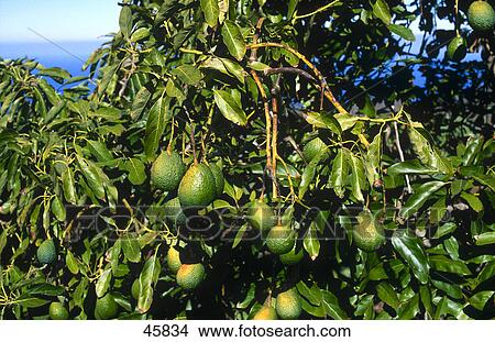 Close-up of avocado tree, La Palma, Canary Islands, Spain View Large Photo Image Picture - Close-up of avocado tree, La Palma, Canary Islands, Spain . Fotosearch