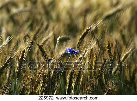 Close-up of barley field View Large Photo Image Stock Image - Close-up of barley field . Fotosearch