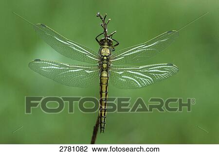 Close-up of Black-tailed Skimmer (Orthetrum cancellatum) on twig, Schleswig-Holstein, Germany View Large Photo Image Stock Image - Close-up of Black-tailed Skimmer (Orthetrum cancellatum) on twig, Schleswig-Holstein, Germany . Fotosearch