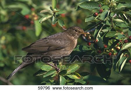 Stock Photograph - Close-up of blackbird on bush berries . Fotosearch