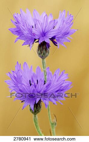 Close-up of blooming Cornflowers (Centaurea cyanus), Schleswig-Holstein, Germany View Large Photo Image Stock Image - Close-up of blooming Cornflowers (Centaurea cyanus), Schleswig-Holstein, Germany . Fotosearch