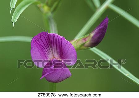 Close-up of blooming flower of Common Vetch (Vicia sativa), Schleswig-Holstein, Germany View Large Photo Image Stock Photo - Close-up of blooming flower of Common Vetch (Vicia sativa), Schleswig-Holstein, Germany . Fotosearch