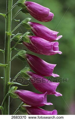 Close-up of blooming flower of Foxglove (Digitalis Purpurea), Schleswig-Holstein, Germany View Large Photo Image Stock Image - Close-up of blooming flower of Foxglove (Digitalis Purpurea), Schleswig-Holstein, Germany . Fotosearch