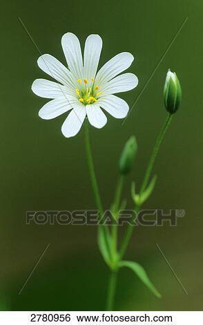 Close-up of blooming flower of Greater Stitchwort (Stellaria holostea), Schleswig-Holstein, Germany View Large Photo Image Stock Photograph - Close-up of blooming flower of Greater Stitchwort (Stellaria holostea), Schleswig-Holstein, Germany . Fotosearch