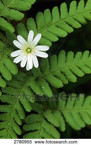 Close-up of blooming flower of Greater Stitchwort (Stellaria holostea), Schleswig-Holstein, Germany View Large Photo Image Stock Photography - Close-up of blooming flower of Greater Stitchwort (Stellaria holostea), Schleswig-Holstein, Germany . Fotosearch
