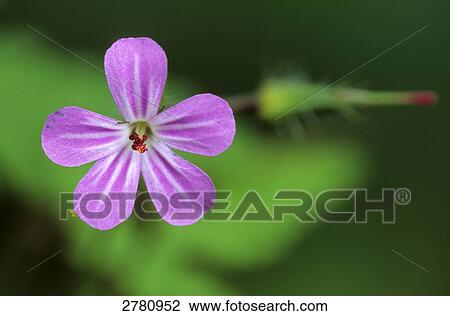 Close-up of blooming flower of Herb Robert (Geranium robertianum), Schleswig-Holstein, Germany View Large Photo Image Stock Image - Close-up of blooming flower of Herb Robert (Geranium robertianum), Schleswig-Holstein, Germany . Fotosearch