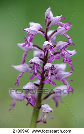 Close-up of blooming flower of Military Orchid (Orchis militaris), Schleswig-Holstein, Germany View Large Photo Image Stock Image - Close-up of blooming flower of Military Orchid (Orchis militaris), Schleswig-Holstein, Germany . Fotosearch