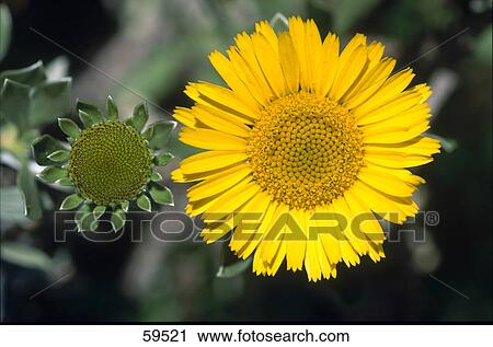 Close-up of blooming flower of Nauplius intermedius, Lanzarote, Canary Islands, Spain View Large Photo Image Stock Image - Close-up of blooming flower of Nauplius intermedius, Lanzarote, Canary Islands, Spain . Fotosearch