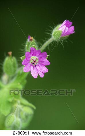 Close-up of blooming flower of Dovesfoot Cranesbill (Geranium molle), Schleswig-Holstein, Germany View Large Photo Image Stock Image - Close-up of blooming flower of Dovesfoot Cranesbill (Geranium molle), Schleswig-Holstein, Germany . Fotosearch