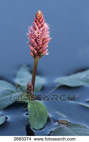 Close-up of blooming flower of Swamp Knotweed (Persicaria amphibia) in pond, Texel, West Frisian Islands, Netherlands View Large Photo Image Picture - Close-up of blooming flower of Swamp Knotweed (Persicaria amphibia) in pond, Texel, West Frisian Islands, Netherlands . Fotosearch
