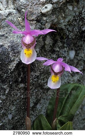Close-up of blooming flowers of Calypso orchid (Calypso bulbosa), Jasper National Park, Alberta, Canada View Large Photo Image Stock Image - Close-up of blooming flowers of Calypso orchid (Calypso bulbosa), Jasper National Park, Alberta, Canada . Fotosearch