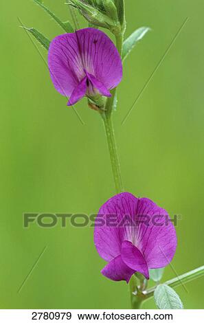 Stock Photo - Close-up of blooming flowers of Common Vetch (Vicia sativa), Schleswig-Holstein, Germany . Fotosearch
