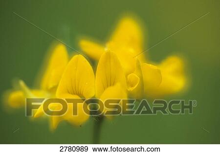 Close-up of blooming flowers of Greater Bird's-foot Trefoil (Lotus pedunculatus), Schleswig-Holstein, Germany View Large Photo Image Stock Photo - Close-up of blooming flowers of Greater Bird's-foot Trefoil (Lotus pedunculatus), Schleswig-Holstein, Germany . Fotosearch