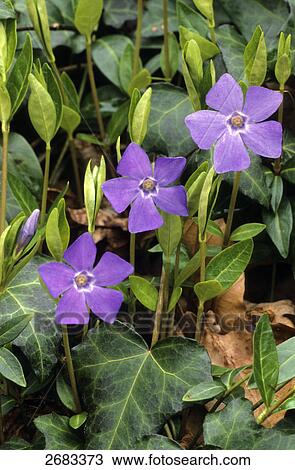 Close-up of blooming flowers of Lesser Periwinkle (Vinca minor) View Large Photo Image Stock Image - Close-up of blooming flowers of Lesser Periwinkle (Vinca minor) . Fotosearch