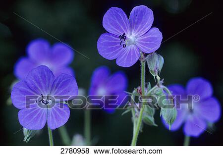 Close-up of blooming flowers of Meadow Cranesbill (Geranium pratense), Schleswig-Holstein, Germany View Large Photo Image Stock Photo - Close-up of blooming flowers of Meadow Cranesbill (Geranium pratense), Schleswig-Holstein, Germany . Fotosearch