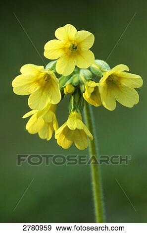 Close-up of blooming flowers of Oxlip (Primula elatior), Schleswig-Holstein, Germany View Large Photo Image Stock Photo - Close-up of blooming flowers of Oxlip (Primula elatior), Schleswig-Holstein, Germany . Fotosearch