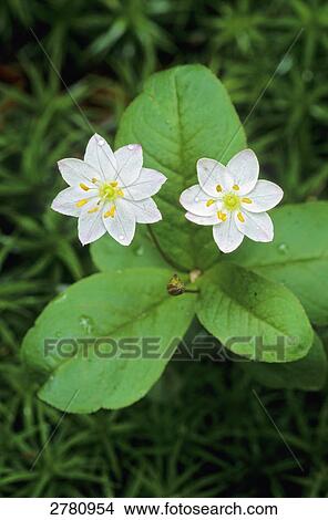 Close-up of blooming flowers of Chickweed Wintergreen (Trientalis europaea), Schleswig-Holstein, Germany View Large Photo Image Picture - Close-up of blooming flowers of Chickweed Wintergreen (Trientalis europaea), Schleswig-Holstein, Germany . Fotosearch
