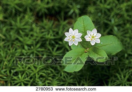 Close-up of blooming flowers of Chickweed Wintergreen (Trientalis europaea), Schleswig-Holstein, Germany View Large Photo Image Stock Image - Close-up of blooming flowers of Chickweed Wintergreen (Trientalis europaea), Schleswig-Holstein, Germany . Fotosearch