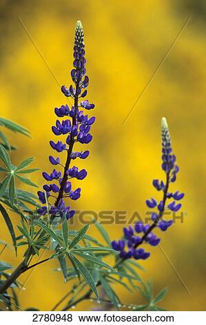 Close-up of blooming flowers of Large-leaved Lupine (Lupinus polyphyllus), Schleswig-Holstein, Germany View Large Photo Image Stock Photo - Close-up of blooming flowers of Large-leaved Lupine (Lupinus polyphyllus), Schleswig-Holstein, Germany . Fotosearch