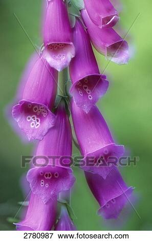 Stock Photo - Close-up of blooming flowers of Foxglove (Digitalis Purpurea) . Fotosearch
