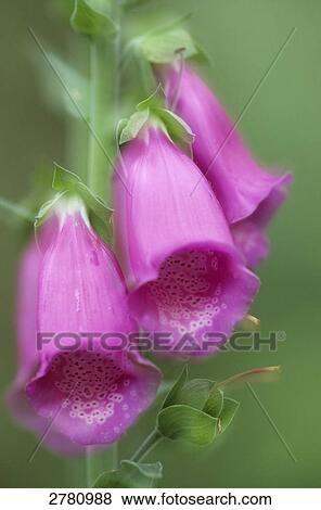 Close-up of blooming flowers of Foxglove (Digitalis Purpurea) View Large Photo Image Stock Photo - Close-up of blooming flowers of Foxglove (Digitalis Purpurea) . Fotosearch