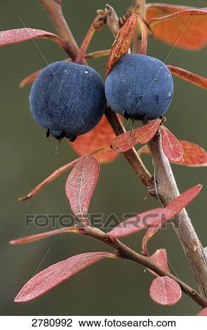Stock Image - Close-up of blueberries on branch, Denali National Park, Alaska, USA . Fotosearch