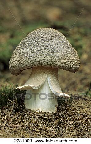 Close-up of Blusher (Amanita rubescens) mushroom growing in forest, Schleswig-Holstein, Germany View Large Photo Image Stock Photo - Close-up of Blusher (Amanita rubescens) mushroom growing in forest, Schleswig-Holstein, Germany . Fotosearch