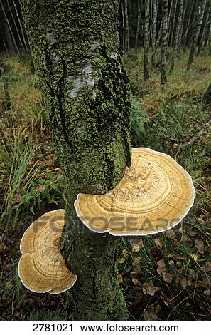Stock Image - Close-up of Blushing Bracke (Daedaleopsis confragosa) growing on tree trunk . Fotosearch