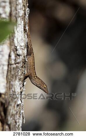 Close-up of Brown Anole (Anolis sagrei) on tree trunk, Fakahatchee Strand State Preserve, Florida, USA View Large Photo Image Stock Photo - Close-up of Brown Anole (Anolis sagrei) on tree trunk, Fakahatchee Strand State Preserve, Florida, USA . Fotosearch