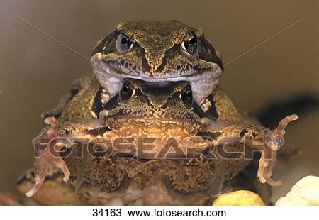 Close-up of Brown frog (Rana temporaria) mating View Large Photo Image Stock Image - Close-up of Brown frog (Rana temporaria) mating . Fotosearch