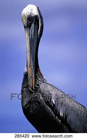 Close-up of Brown Pelican (Pelecanus occidentalis), Galapagos Islands, Isabella Island, Ecuador View Large Photo Image Stock Image - Close-up of Brown Pelican (Pelecanus occidentalis), Galapagos Islands, Isabella Island, Ecuador . Fotosearch