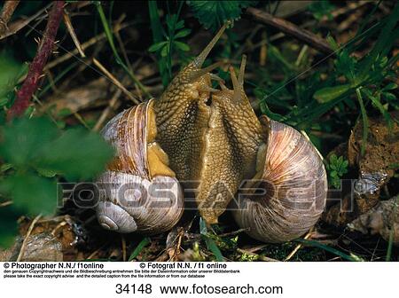 Close-up of Burgundy snail (Helix Pomatia) mating in field View Large Photo Image Stock Photo - Close-up of Burgundy snail (Helix Pomatia) mating in field . Fotosearch