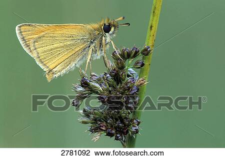 Close-up of butterfly pollinating flower, Schleswig-Holstein, Germany View Large Photo Image Stock Image - Close-up of butterfly pollinating flower, Schleswig-Holstein, Germany . Fotosearch