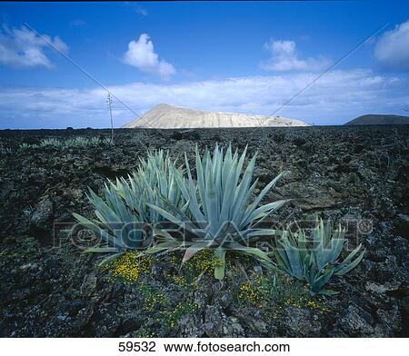 Close-up of cactus plants, Timanfaya National Park, Lanzarote, Canary Islands, Spain View Large Photo Image Stock Image - Close-up of cactus plants, Timanfaya National Park, Lanzarote, Canary Islands, Spain . Fotosearch