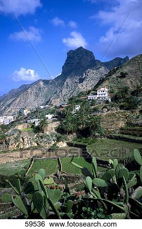 Close-up of cactus plants with houses on hills in the background, Roque Cano, La Gomera, Canary Islands, Spain View Large Photo Image Stock Photograph - Close-up of cactus plants with houses on hills in the background, Roque Cano, La Gomera, Canary Islands, Spain . Fotosearch