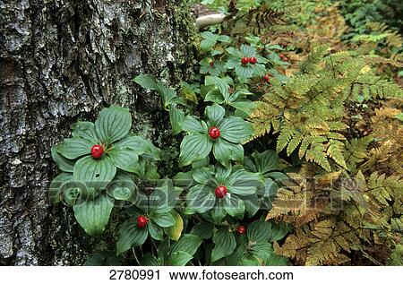 Close-up of Canadian Dwarf Cornel (Cornus canadensis) growing under tree, Kenai Peninsula, Alaska USA View Large Photo Image Stock Image - Close-up of Canadian Dwarf Cornel (Cornus canadensis) growing under tree, Kenai Peninsula, Alaska USA . Fotosearch