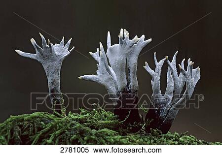 Close-up of Candlesnuff fungus (Xylaria hypoxylon) growing in forest, Schleswig-Holstein, Germany View Large Photo Image Stock Photography - Close-up of Candlesnuff fungus (Xylaria hypoxylon) growing in forest, Schleswig-Holstein, Germany . Fotosearch