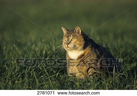 Close-up of cat sitting in field, Schleswig-Holstein, Germany View Large Photo Image Stock Image - Close-up of cat sitting in field, Schleswig-Holstein, Germany . Fotosearch