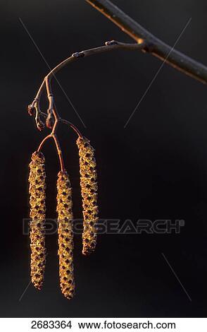 Close-up of catkins of Black Alder (Alnus glutinosa) against black background, Schleswig-Holstein, Germany View Large Photo Image Picture - Close-up of catkins of Black Alder (Alnus glutinosa) against black background, Schleswig-Holstein, Germany . Fotosearch