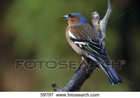 Stock Photo - Close-up of Chaffinch (Fringilla coelebs) perching on branch . Fotosearch