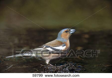 Close-up of Chaffinch (Fringilla coelebs) drinking water View Large Photo Image Stock Photo - Close-up of Chaffinch (Fringilla coelebs) drinking water . Fotosearch