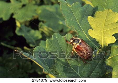 Close-up of Cockchafer (Melolontha melolontha) on leaf, Schleswig-Holstein, Germany View Large Photo Image Stock Photo - Close-up of Cockchafer (Melolontha melolontha) on leaf, Schleswig-Holstein, Germany . Fotosearch