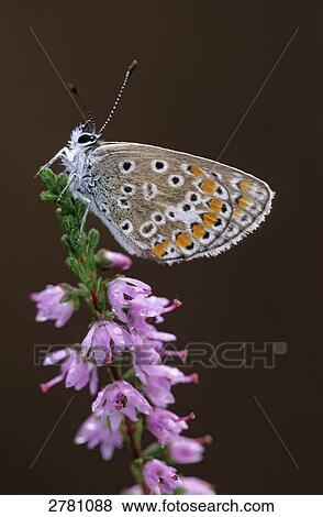 Close-up of Common Blue (Polyommatus icarus) butterfly pollinating flower, Schleswig-Holstein, Germany View Large Photo Image Stock Photo - Close-up of Common Blue (Polyommatus icarus) butterfly pollinating flower, Schleswig-Holstein, Germany . Fotosearch