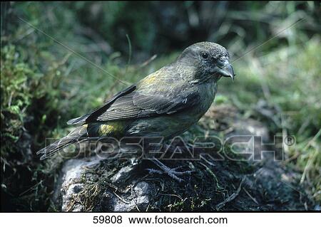 Close-up of Common Crossbill (Loxia curvirostra) on stone View Large Photo Image Stock Photo - Close-up of Common Crossbill (Loxia curvirostra) on stone . Fotosearch