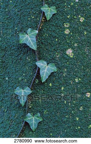 Stock Image - Close-up of Common ivy (Hedera helix) on European Beech trunk, Schleswig-Holstein, Germany . Fotosearch
