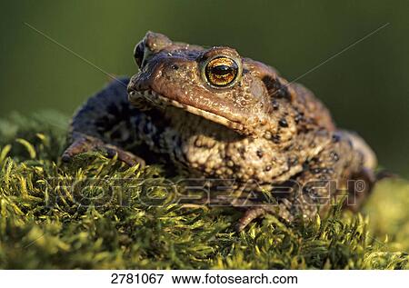Stock Photo - Close-up of Common Toad (Bufo bufo) in field, Schleswig-Holstein, Germany . Fotosearch