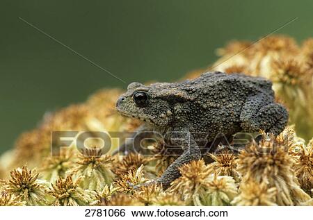 Stock Photograph - Close-up of Common Toad (Bufo bufo) on flower, Schleswig-Holstein, Germany . Fotosearch