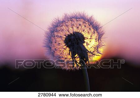 Close-up of dandelion flower at sunset, Schleswig-Holstein, Germany View Large Photo Image Picture - Close-up of dandelion flower at sunset, Schleswig-Holstein, Germany . Fotosearch