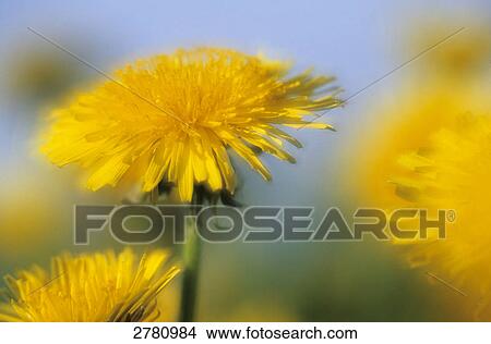 Close-up of dandelion flower, Schleswig-Holstein, Germany View Large Photo Image Picture - Close-up of dandelion flower, Schleswig-Holstein, Germany . Fotosearch